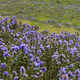 A view of the flowers from 2006.
